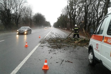 На Вінниччині повалені дерева заблокували дороги