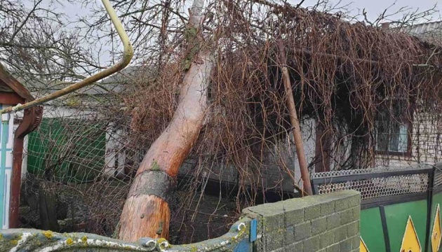 На Миколаївщині вітер повалив дерева на дитячу лікарню, будинки та авто