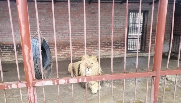Ягуари, леви та ведмеді голодують у приватному звіринці на Харківщині
