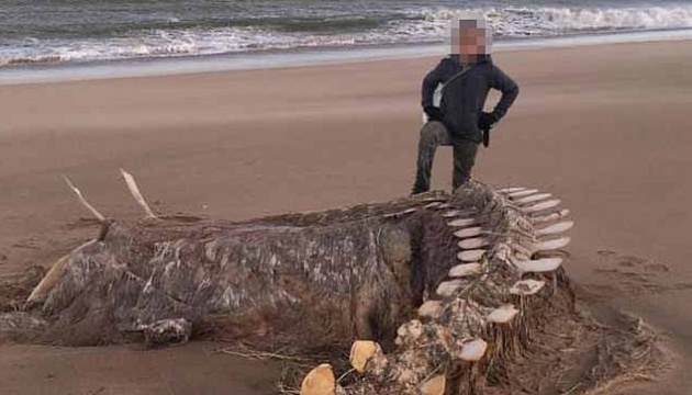 У Шотландії знайшли скелет невідомої морської тварини