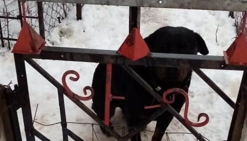 Charkiw: Rottweiler beißt vierjähriges Kind tot Charkiw: Rottweiler beißt vierjähriges Kind tot