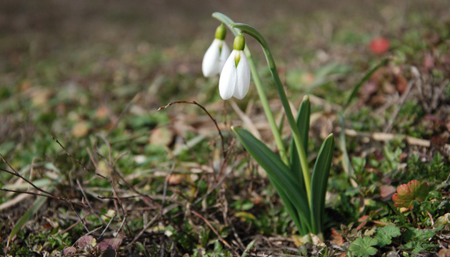 Перший день весни в Україні буде без опадів, вдень до +17°