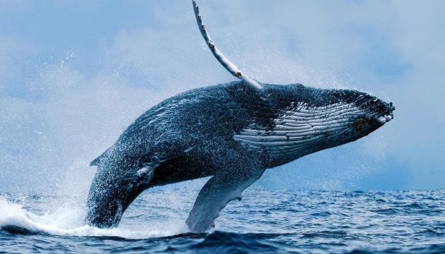 19 février : La journée internationale de la baleine