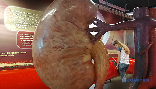 Вхід через коліно, вихід через мозок: Унікальний музей людського тіла в Нідерландах