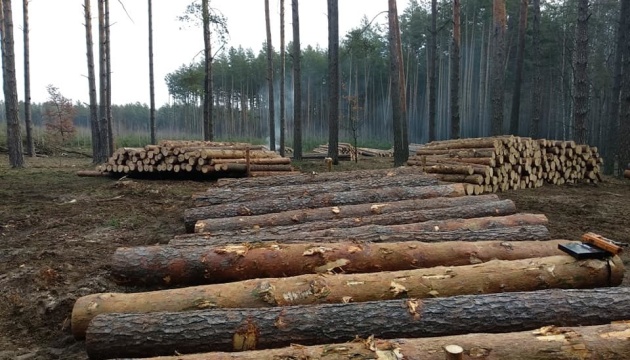 Директора лісгоспу на Чернігівщині підозрюють у незаконних вирубках на ₴39 мільйонів
