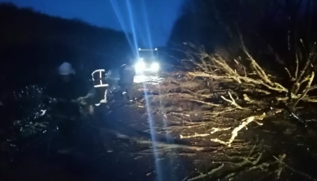 Негода на Прикарпатті: впало дерево і пошкодило рейсовий автобус
