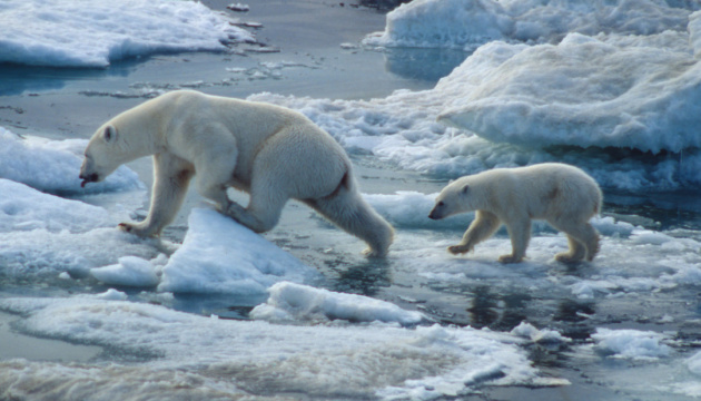 Le 27 février est la Journée internationale de l'ours polaire Le 27 février est la Journée internationale de l'ours polaire