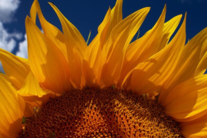 Закупівельні ціни на соняшник зросли за тиждень на понад ₴500 за тонну