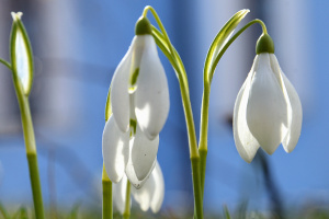 У суботу буде без опадів, вдень прогріє до +12°