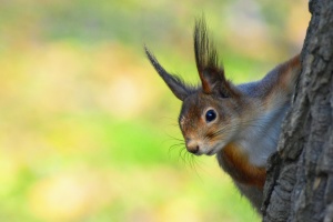 В Україні у суботу до +13°, подекуди невеликий дощ, у Карпатах - мокрий сніг