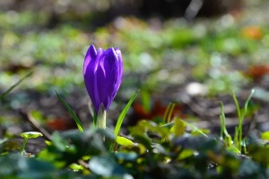 П'ятниця в Україні буде без опадів, на Закарпатті до +20°