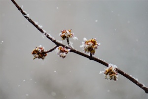 Цього тижня найпрохолоднішою буде п'ятниця - синоптики