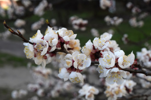 Через сильні морози на Буковині садівники втратять більш як половину врожаю абрикосів