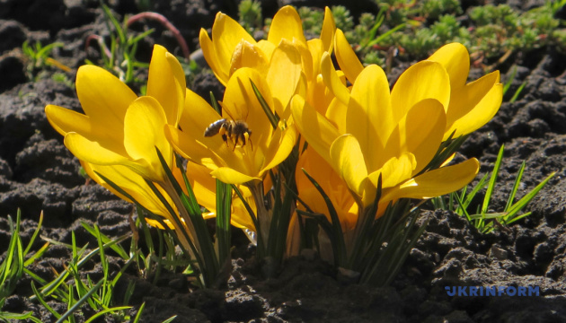 Tourist influx expected in Transcarpathia as crocuses reach peak bloom