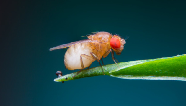 Вчені стерли довготривалу пам'ять мухи