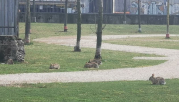 Зайці заполонили парки безлюдного Мілана