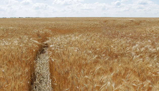 На Дніпропетровщині засіяли ярої пшениці у півтора раза більше від плану