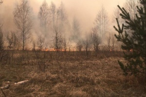 In occupied territory of Luhansk Region, large-scale forest fires destroy over 100 hectares of woodland