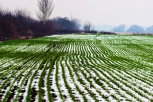 В Україні посіяли майже 6 мільйонів гектарів озимини