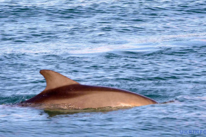 Через розв’язану росією війну в Чорному морі вже загинули до 50 тисяч дельфінів – еколог