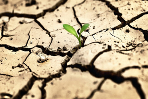 В Италии объявили чрезвычайную ситуацию из-за аномальной засухи