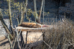 У Київському зоопарку спростували фейк про збір допомоги для тварин