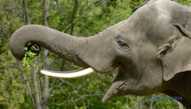 Слонів у Таїланді можуть вивести на вулиці просити милостиню