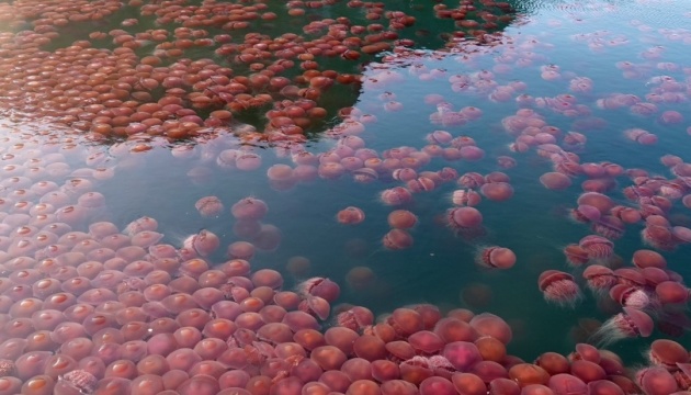 На Філіппінах масово квітнуть томатні медузи