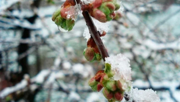 На Закарпатті через заморозки втратили урожай ранніх абрикосів та персиків