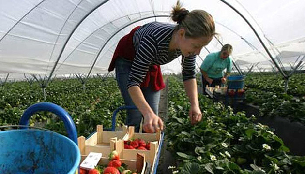 W Polsce rolnicy są zainteresowani ukraińskimi pracownikami – minister Ardanowski

