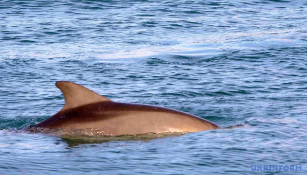 Через розв’язану росією війну в Чорному морі вже загинули до 50 тисяч дельфінів – еколог