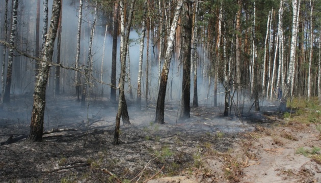 Площа лісових пожеж в Україні зросла у сім разів 