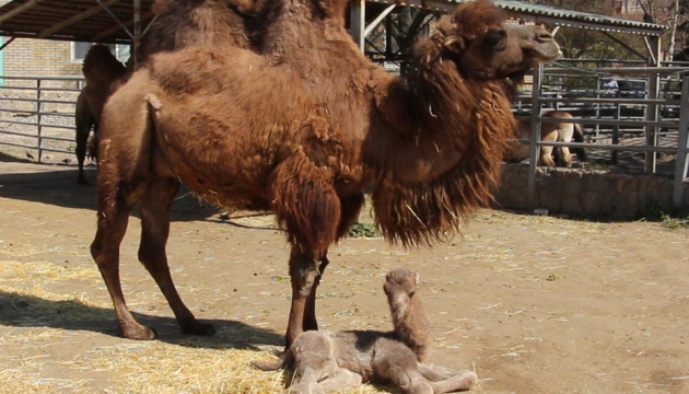 У Харківському зоопарку верблюд тричі за весну став татом