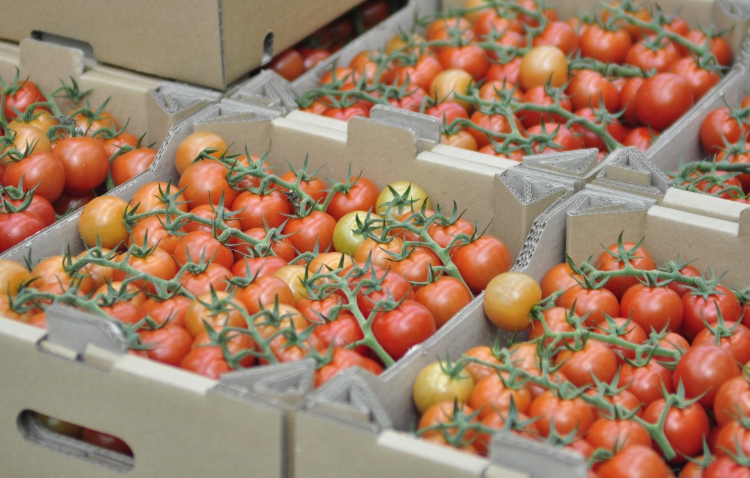 Цінові перспективи томатів – передовсім, рожевих – поки що більше радують споживачів