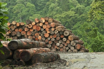 Over 40 people convicted of illegal logging in Ukraine this year