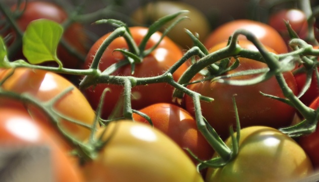Le Maroc devient le 5ème fournisseur de tomates en Ukraine