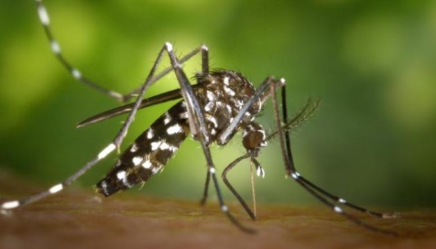 У Франції - нашестя тигрових комарів, здатних переносити вірус