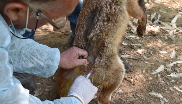 У Галицькому природному парку вакцинували хижих звірів
