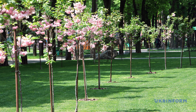 ハルキウ市の桜並木が開花　日本年で植樹