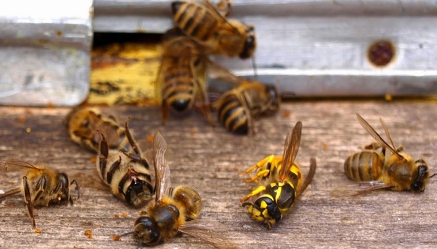 Пасічники Сумщини масово скаржаться на загибель бджіл