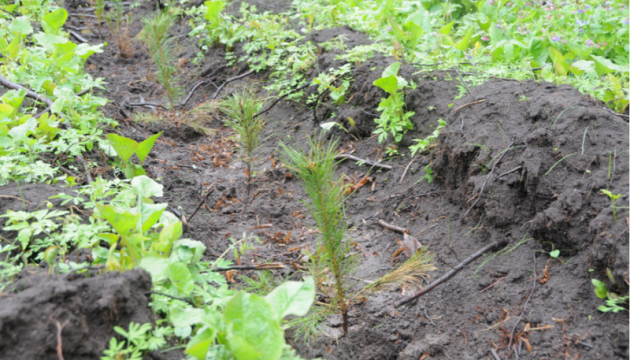 На Житомирщині на місці зрубаного лісу висадили молоді дерева