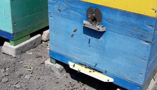 На Запоріжжі у двох селах масово гинуть бджоли