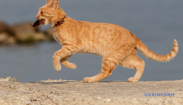 У Миколаєві виявили сказ у безпритульного кота, оголосили карантин