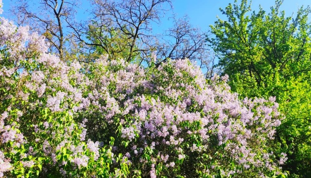 На Полтавщині квітне 200-річний Бузковий гай
