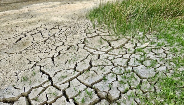 Аграрии Одесской области из-за засухи потеряли половину озимых зерновых
