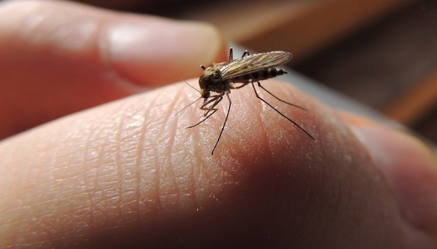 Мухи та комарі не переносять коронавірус – МОЗ