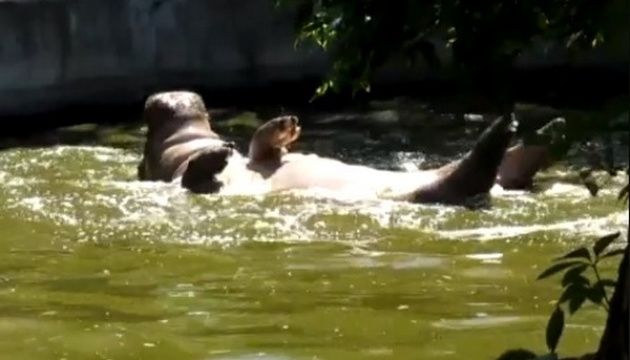 У Миколаївському зоопарку живе бегемотиха, яка плаває і спить на спині