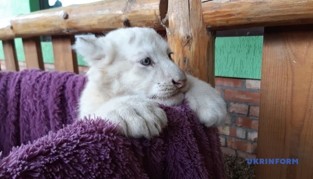У Бердянському зоопарку білим тигренятам зробили перше щеплення