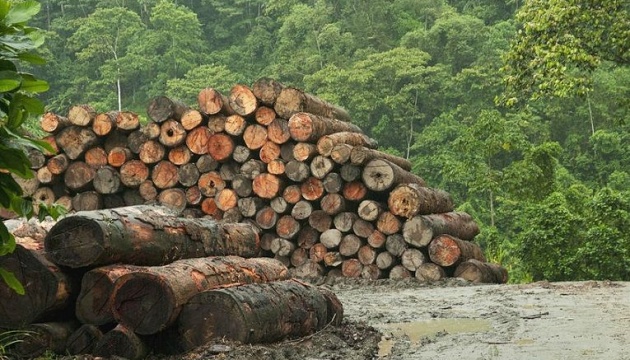 Over 40 people convicted of illegal logging in Ukraine this year