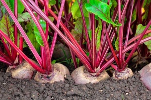 Рекордний урожай цукрових буряків у Білорусі обвалить ціни на цукор у росіян - розвідка